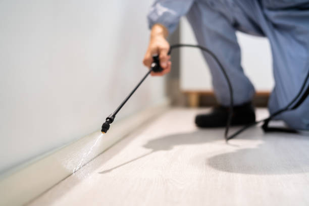 Licensed Wasp Removal service in Union Mill, VA - Show Me Pest Control